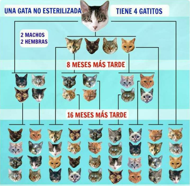 La Protectora advierte sobre de gatos en Lanzarote WWW.ELCHAPLON.COM